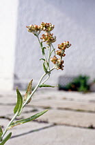 Jersey cudweed (Helichrysum luteoalbum) in flower.  Surrey, UK. March.