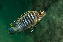 African cichlid (Tropheops sp.) from the double stripes group, portrait, Likoma Island, Lake Malawi, Malawi, Africa.