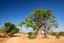 Baobab trees (Adansonia digitata) and blue sky on Likoma Island, Lake Malawi, Malawi, Africa.