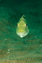 Malawi cichlid (Buccochromis heterotaenia) mouth brooding female, portrait, Likoma Island, Lake Malawi, Malawi, Africa.