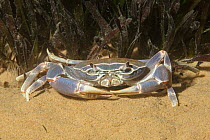 Malawi blue crab (Potamonautes lirrangensis) resting on sandy lake bed, Likoma Island, Lake Malawi, Malawi, Africa.