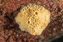 Freshwater sponge (Malawispongia sp.) on rock,  Likoma Island, Lake Malawi, Malawi, Africa.