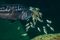Cichlid (Tyrannochromis nigriventer) mouth brooding female, with fry entering her mouth, Likoma Island, Lake Malawi, Malawi, Africa.