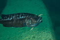 Cichlid (Tyrannochromis nigriventer) mouth brooding female, with fry swimming around her mouth, Likoma Island, Lake Malawi, Malawi, Africa.