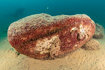 Rock covered with freshwater Sponge (Malawispongia sp.) on lake bed, Likoma Island, Malawi Lake, Malawi, East Africa