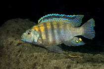 African cichlid (Tropheops sp.) from double stripes group, portrait, Likoma Island, Lake Malawi, Malawi, Africa.