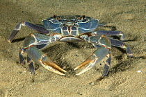 Malawi blue crab (Potamonautes lirrangensis) resting on sandy lake bed, Likoma Island, Lake Malawi, Malawi, Africa.