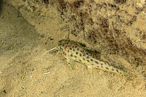 Catfish (Synodontis sp.) camouflaged on sandy lake bed, Likoma Island, Lake Malawi, Malawi, Africa.