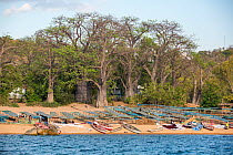 Lake sardines / Usipa fish (Engraulicypris sardella) drying on cane racks on the banks of Lake Malawi next to fishing boats, Baobab trees (Adansonia digitata) in background, Likoma Island, Malawi, Afr...