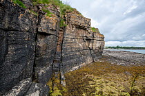 Tertiary age Dolerite dyke, intruded into Carboniferous age limestone, Traeth Bychan, Anglesey, Wales, UK. July, 2022.