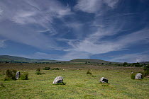 Gors Fawr, a bronze age stone circle, with the Preseli hills in background, Crymych, Pembrokeshire, Wales, UK. July, 2022.