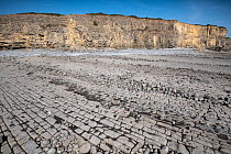 Limestone pavement in Jurassic age, Blue Lias limestones showing extensive jointing, creating a wave-cut platform with remnant boulders, Llantwit Major, South Glamorgan, UK. September, 2022.