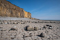 Limestone pavement in Jurassic age, Blue Lias limestones showing extensive jointing, creating a wave-cut platform with remnant boulders, Llantwit Major, South Glamorgan, UK. September, 2022.