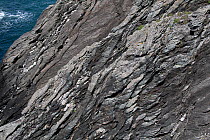 A section of Pre-Cambrian age metamorphic rocks displaying S-C deformation fabric, Holy Island, Anglesey, Wales. July, 2021.