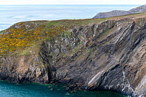 A shear zone in Pre-Cambrian graphite schists and phyllite. The rocks are highly deformed and contain faults and Riedel Shears, near Aberdaron, Wales, UK. April, 2021.