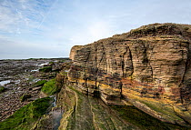 Outcrop of Triassic age, Sherwood Sandstone on Hilbre Island, the sandstone displays fluvial cross-bedding due to deposition in a river, off West Kirby, Wirral, UK. January, 2021.