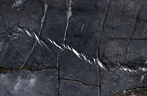 An en echelon band of tension gashes or cracks in rock. The cracks have become mineral infilled (quartz) with the mineral fibres growing in the direction that the cracks were opened, Abereiddy, Pembro...