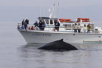 Humpback whale (Megaptera novaeangliae) at sea surface with people observing from whale watching boat.  Monterey, California, USA. April.