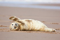 Grey seal (Halichoerus grypus) pup in white lanugo coat with flippers out-stretched.  Donna Nook, Lincolnshire, UK. November.