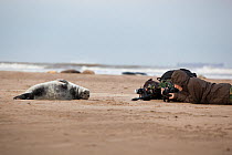 Grey seal (Halichoerus grypus) pup being photographed by two young photographers at close-range. Donna Nook, Lincolnshire, UK. November.