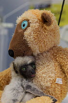 Verreaux's sifaka lemur (Propithecus verreauxi) baby, called Tahina, aged two months, clinging to soft toy.  Besancon Zoo, France. January. Captive.