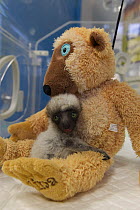 Verreaux's sifaka lemur (Propithecus verreauxi) baby, called Tahina, aged two months, clinging to soft toy.  Besancon Zoo, France. January. Captive.