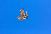 Peregrine falcon (Falco peregrinus) female, diving, Sagrada Familia Basilica, Barcelona, Spain. May.