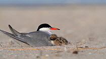 Common tern (Sterna hirundo) adult and chick sat on nest on sandy beach. The chick moves beneath the adult for warmth. Long Island, New York, USA