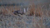 Tracking shot of a Sharp-tailed grouse (Tympanuchus phasianellus) male displaying at a lek on an early spring morning. The animal walks out of the frame. Nebraska Sandhills Region, Nebraska, USA.
