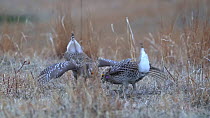 Two male Sharp-tailed grouse (Tympanuchus phasianellus) displaying at a lek on an early spring morning. The birds fly out of the frame. Nebraska Sandhills Region, Nebraska, USA.