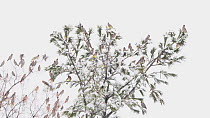 A mixed flock of Bohemian waxwings (Bombycilla garrulus) and Cedar waxwings (Bombycilla cedrorum) perched in conifer during a snow storm. All of the birds leave the frame. Burlington, Vermont, USA. Wi...