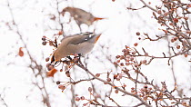 Bohemian waxwing (Bombycilla garrulus) perched. The bird picks a crabapple (Malus sp) off the branch and then flies off with the fruit in its beak. Other waxwings (Bombycilla sp) can be seen feeding i...