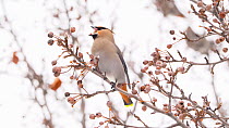 Bohemian waxwing (Bombycilla garrulus) perched. The animal is feeding on a crabapple (Malus sp). The bird stuggles to swallow the fruit whole. Other waxwings (Bombycilla sp) can be seen feeding in the...