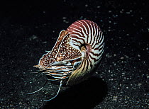 Chambered nautilus (Nautilus vanuatuensis), a recently described species, in shallow water at night, Sakao, Vanuatu, Pacific Ocean. November, 1991.