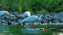 White ibis (Eudocimus albus) hunting with two others in the background. The bird catches a fish and then throws it to the back of its gullet, so it can be swallowed. Puerto Jimenez, Costa Rica.