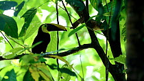 Chestnut-mandibled toucan (Ramphastos ambiguus swainsonii) perched in a tree and looking around. Puerto Jimenez, Costa Rica.