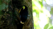 Chestnut-mandibled toucan (Ramphastos ambiguus swainsonii) flying into the frame and landing on the front of the tree near its nest hole. The bird entes the hole. Puerto Jimenez, Costa Rica.