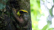 Chestnut-mandibled toucan (Ramphastos ambiguus swainsonii) leaving its nest hole with a feacal sac, Puerto Jimenez, Costa Rica.