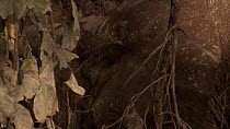 A close-up of an African forest elephant's (Loxodonta cyclotis) ear. Dzanga Bai, Dzanga-Ndoki National Park, Central African Republic. Critically Endangered.