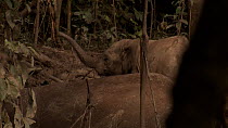 African forest elephant (Loxodonta cyclotis) herd digging and feeding in rainforest. The juvenile animal, raises and waves its trunk in the air. Dzanga Bai, Dzanga-Ndoki National Park, Central African...