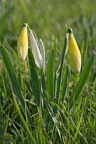 Wild daffodil / Lent lily (Narcissus pseudonarcissus)  buds in grassland in spring, Berkshire, UK. April.
