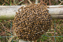 Honey bees (Apis mellifera) swarming around a Queen bee on garden fence rail in late spring, Berkshire, UK. May.
