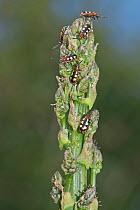 Common asparagus beetles (Crioceris asparagi) feeding on Asparagus (Asparagus sp.) spear, Berkshire, UK. May.