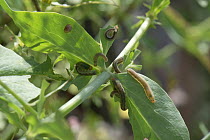 Valerian sawfly (Macrophya albicincta) larvae feeding on Red valerian (Centranthus ruber) leaves, Berkshire, UK. June.