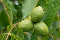Walnuts (Juglans regia) maturing green fruit on tree, Berkshire, UK. July.