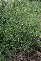 Hedge mustard (Sisymbrium officinale) in flower on waste ground, Berkshire, UK. July.