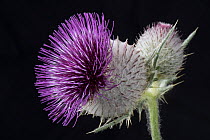 Woolly thistle (Cirsium eriophorum) single flower with purple disc florets and spherical flower head covered with spines and webbing hairs.