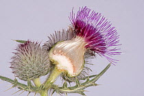 Woolly thistle (Cirsium eriophorum) cross section through flowerhead with purple disc florets, round head, developing achenes, receptacle and pappus.