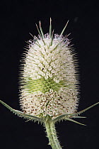 White willd teasel (Dipsacus fullonum) flower head. July.