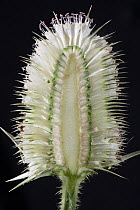 White willd teasel (Dipsacus fullonum) cross section through flower head. July.
